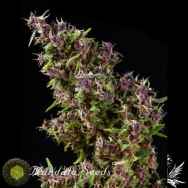 Mandala Seeds Purple Paro Valley