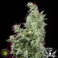 Mandala Seeds White Magic