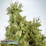 Ministry of Cannabis Mandarin Haze