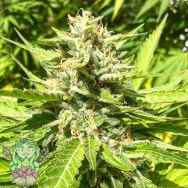 Trichome Jungle Seeds Mandarina Kush