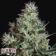 Exotic Seed Mango Cream