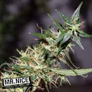 Mr Nice Seeds Mango Haze