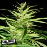 Mr Nice Seeds Master Kaze (Master Kush Skunk x Afghan Haze)