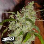 Mr Nice Seeds Mango Widow