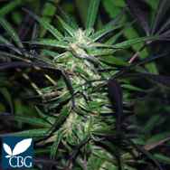 Cannabiogen Seeds Mangobiche x Peyote Purple