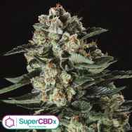 SuperCBDx Seeds Mantanuska Thunderfuck x SCBDX