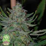 Trichome Jungle Seeds Mantis