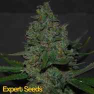 Expert Seeds Maple Leaf x Black Domina