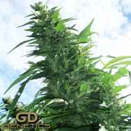 Green Devil Seeds Margoot