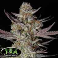 TGA Subcool Seeds Marionberry Kush