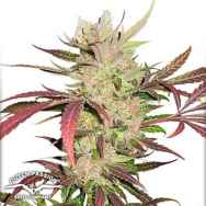 Dutch Passion Seeds Masterkush