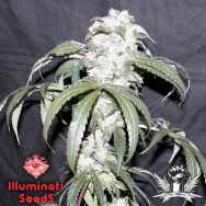 Illuminati Seeds Matriarch