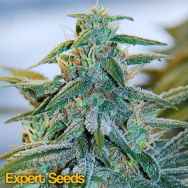 Expert Seeds Mazar AUTO