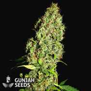 GunJah Seeds Mazar Boy