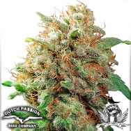 Dutch Passion Seeds Mazar