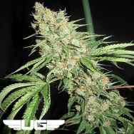 Ultra Genetics Seeds Medevac Kush