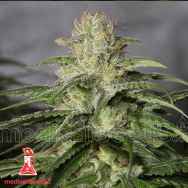 Medical Seeds OG Kush CBD