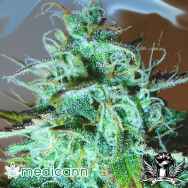 Medicann Seeds Black Afghani Kush