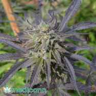 Medicann Seeds Blue Blood CBD