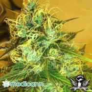 Medicann Seeds Blue Mountain Durban