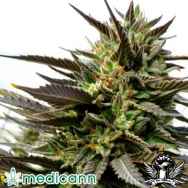 Medicann Seeds Blue Blood