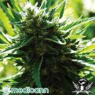 Medicann Seeds Cali Jack