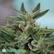 Medicann Seeds OG Kush CBD