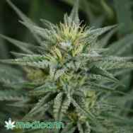 Medicann Seeds Trainwreck CBD