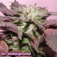 Dr. Underground Seeds Melon Gum