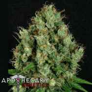 Apothecary Genetics Seeds Mendo Diesel