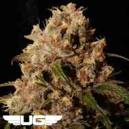 Ultra Genetics Seeds Mendo Grape Kush