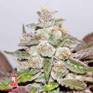 Medical Seeds Mendocino Purple Kush