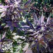 Short Stuff Seeds Mi5