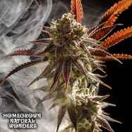 Homegrown Natural Wonders Mickey Kush