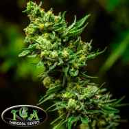 TGA Subcool Seeds Mickey Kush