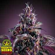 Freedom Seeds Midnight Express AUTO