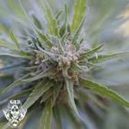 G13 Labs Seeds Midnight Kush