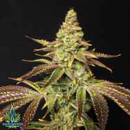 Exotic Genetix Seeds Mint Chocolate Chip