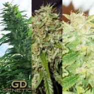 Green Devil Seeds Mix Pack