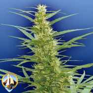 Flying Dutchmen Seeds Mixed Sativa Diva's