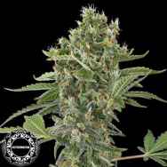 Dinafem Seeds Moby Dick AUTO