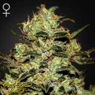 Green House Seeds Moby Dick