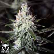 Rare Dankness Seeds Moonshine Haze