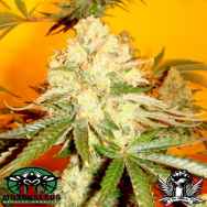 Mosca Seeds Chem #4 x OTM #1