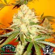 Mosca Seeds Chem #4 x OTM #1