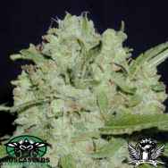 Mosca Seeds Cinderella 99 BX-1