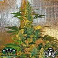 Mosca Seeds Oldtime Bubba Kush