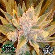Mosca Seeds Old Time Moonshine
