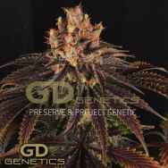 Green Devil Seeds Mr. Bubba