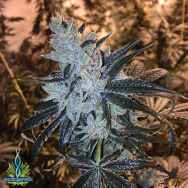 Exotic Genetix Seeds Mr. Clean